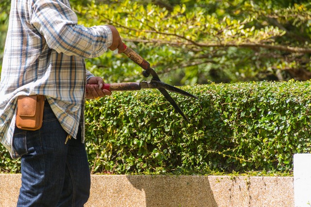Garden Maintenance Poplar, Isle of Dogs, Millwall, E14